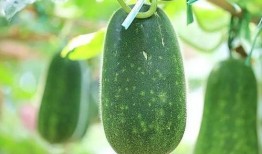 热门大瓜,热门大瓜背后的惊人真相